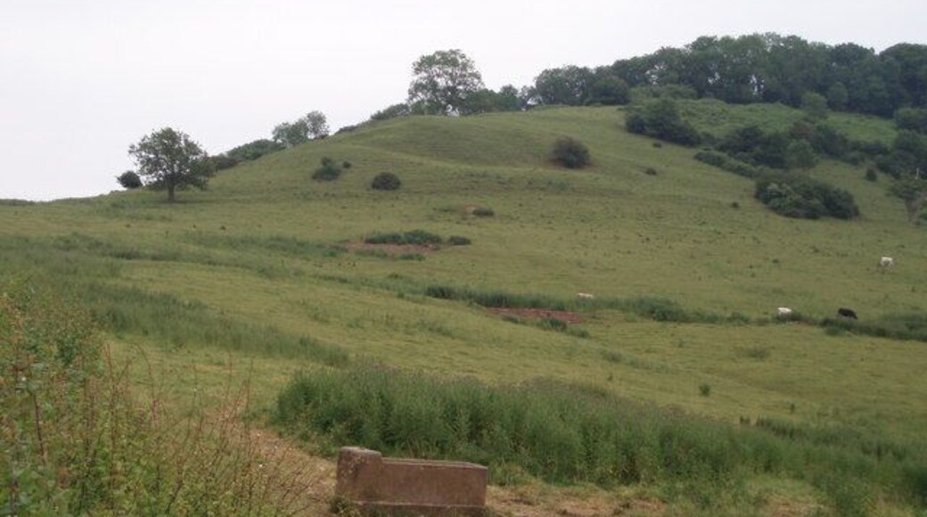 Launcherly hill and wood. A view of the steep, undulating south-west facing flank of Launcherly hill.