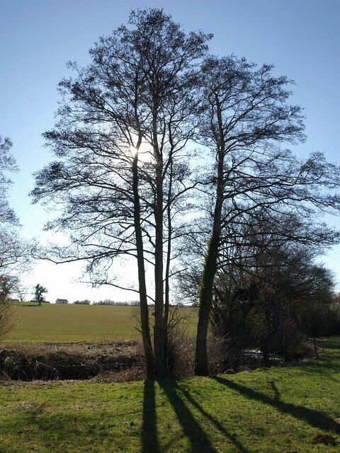 Alders by River Sheppey Tall alders beside the small river, seen from footpath WS 10/79 as it reaches the southern corner of a large field.