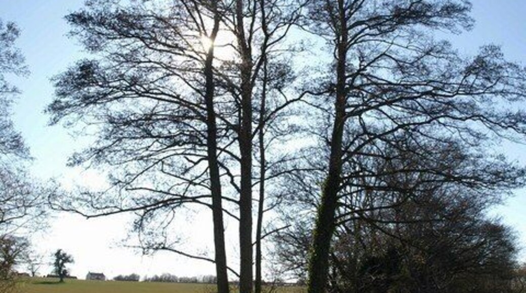 Alders by River Sheppey Tall alders beside the small river, seen from footpath WS 10/79 as it reaches the southern corner of a large field.