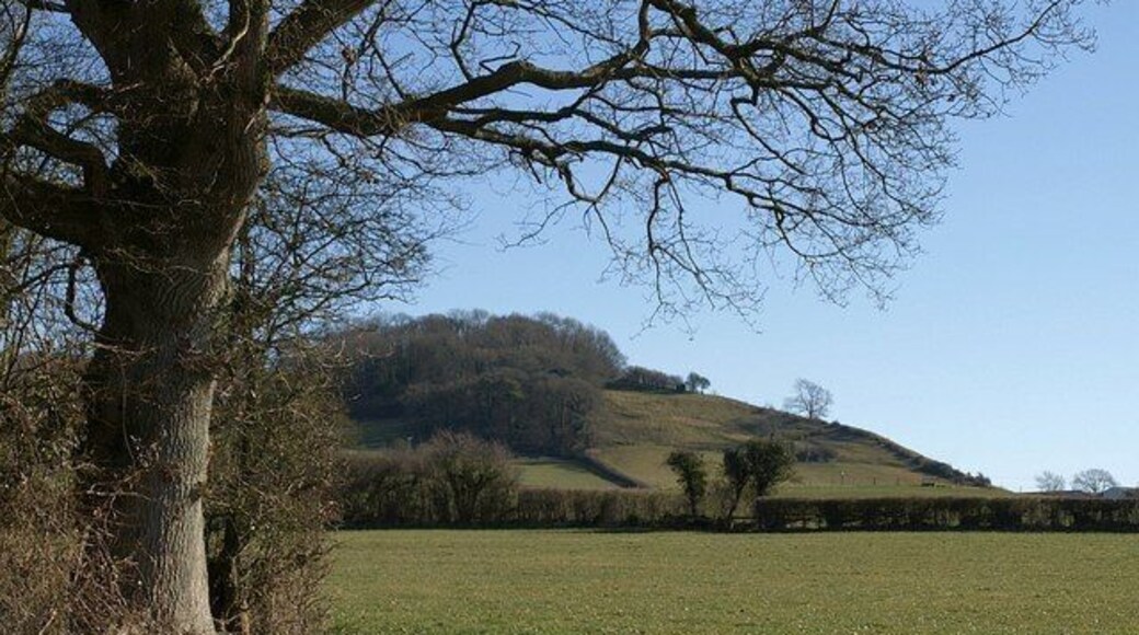 Launcherley Hill. Looking across the square from its northwestern corner, beneath an oak tree by footpath WS 10/81. 188399 gives a closer view of the same hillside, with Twinhills Wood.