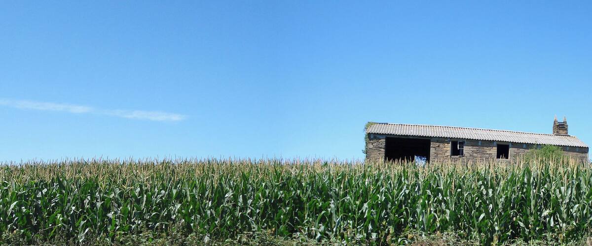 A rural landscape with a stone building and a cornfield under a clear blue sky.