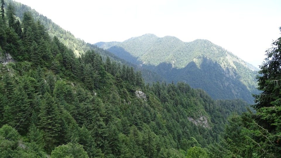 A dense forest with a mountain range in the background.