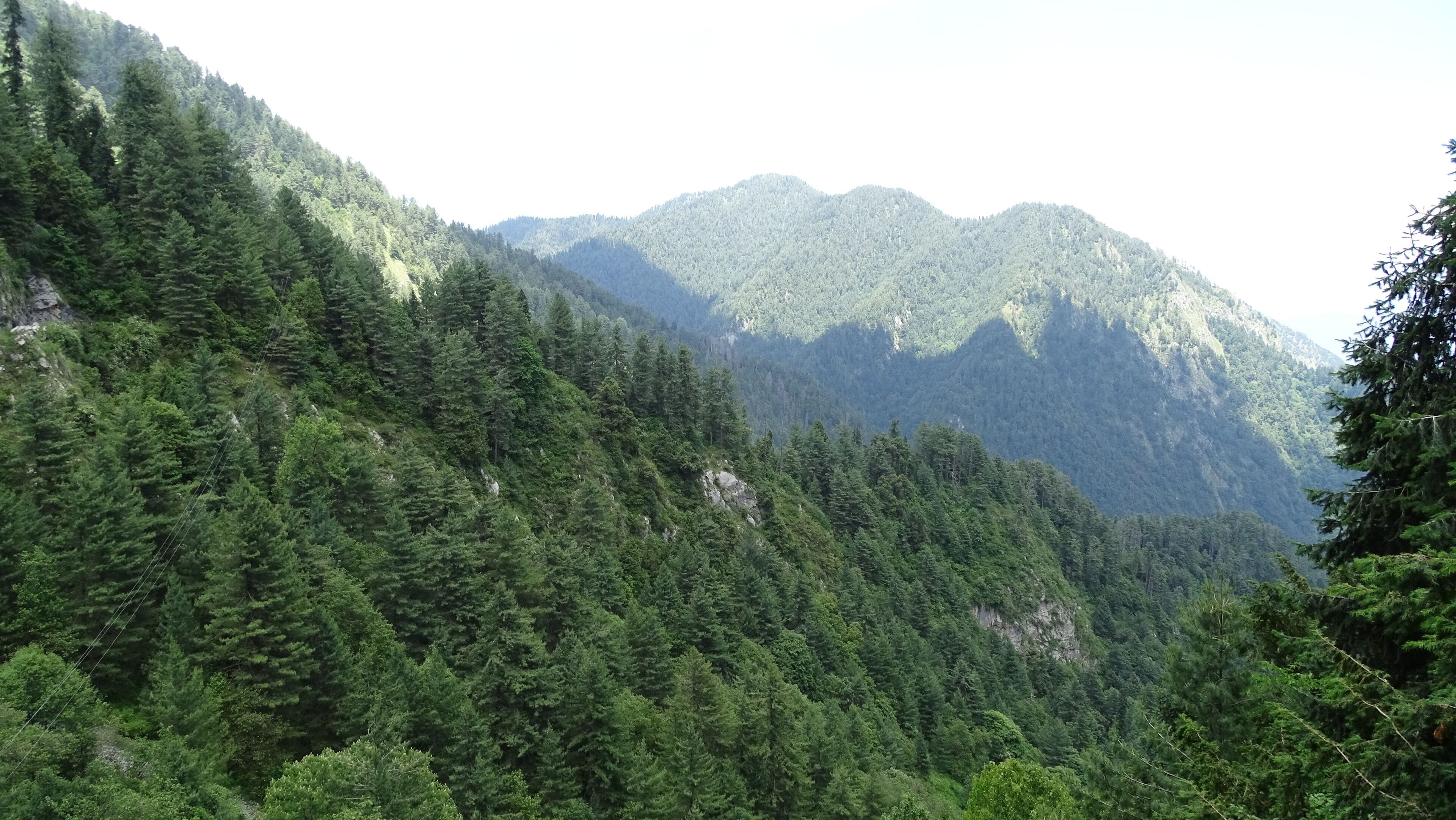 A dense forest with a mountain range in the background.