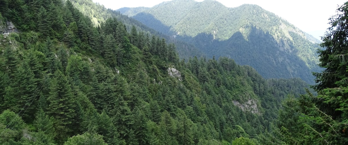 A dense forest with a mountain range in the background.