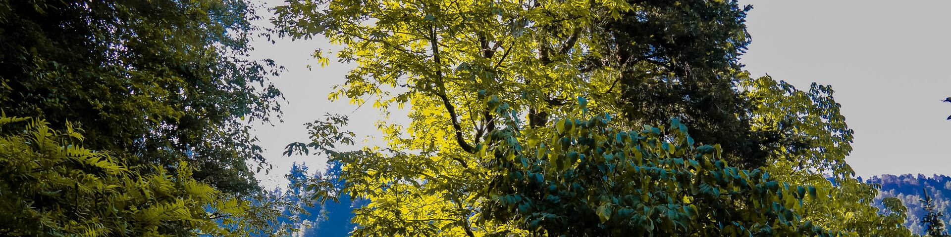 Pipe line track Ayubia Abbotabad, Hiking trail in green summer forest with sunshine, Ayubia, Pakistan