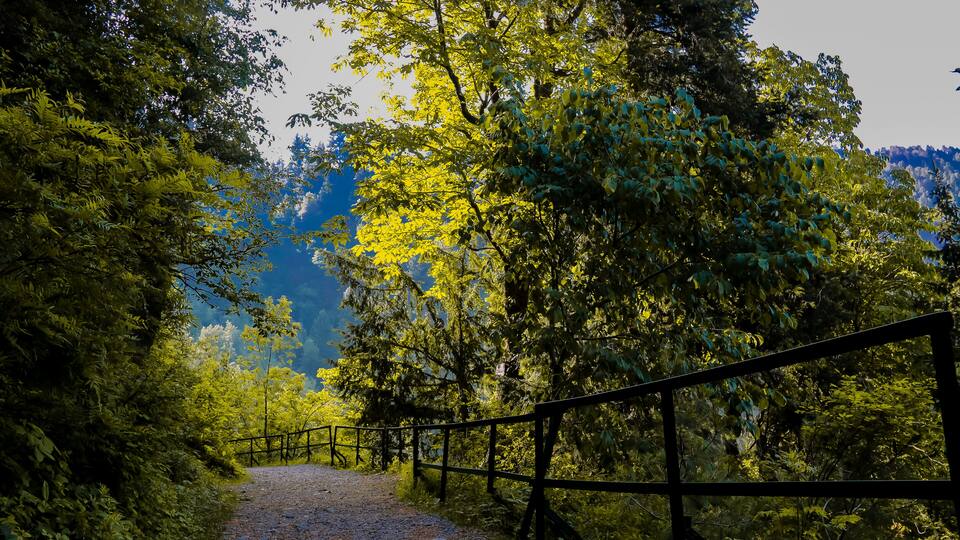 A gravel path flanked by dense green foliage and a wooden fence, leading into a forested area.
