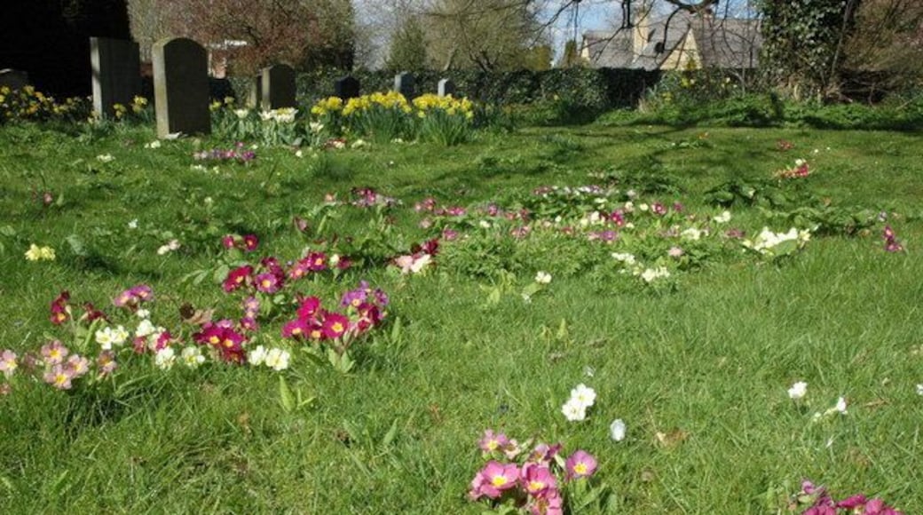 Primroses in Dorsington churchyard