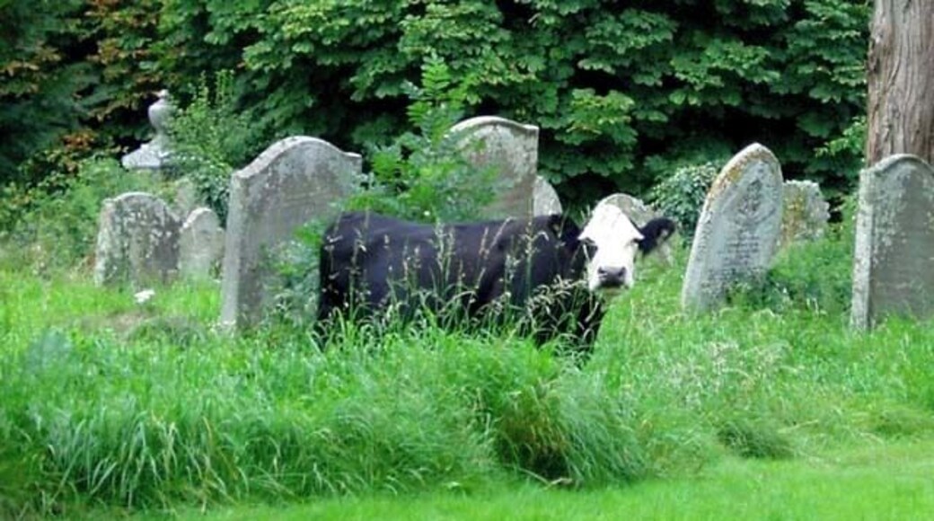Cow grazing in St Peter's Churchyard This adventurous cow decided to take advantage of the good grazing in St Peter's Churchyard! She was soon rounded up and sent home.