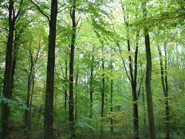 Mason's Plantation. This plantation does not appear on the 1940's OS maps so is a reasonably young wood. It seems to have been planted primarily to give cover to pheasants.