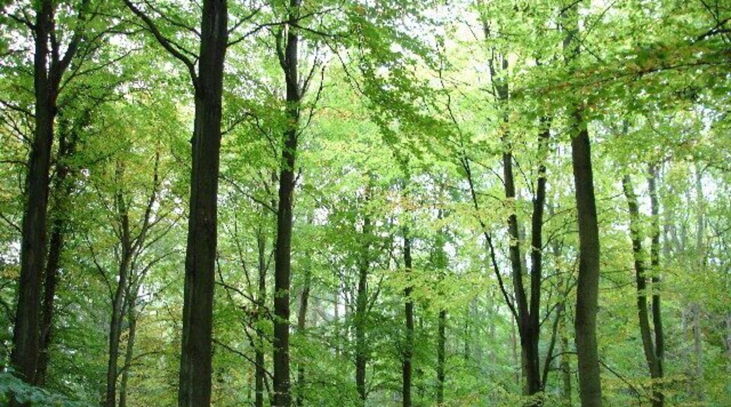 Mason's Plantation. This plantation does not appear on the 1940's OS maps so is a reasonably young wood. It seems to have been planted primarily to give cover to pheasants.