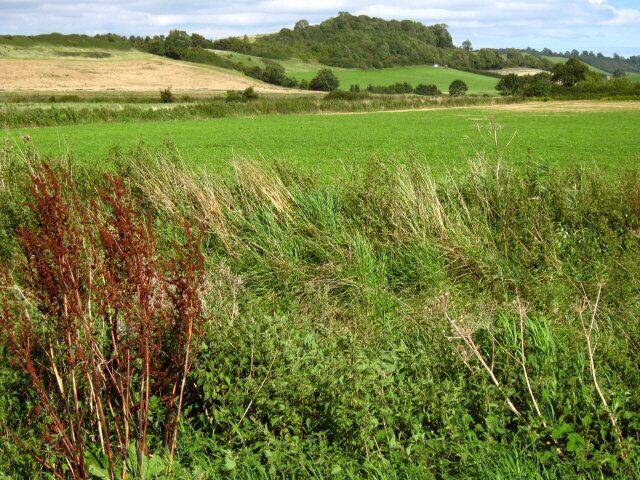A green field with tall grass and a hill in the background.