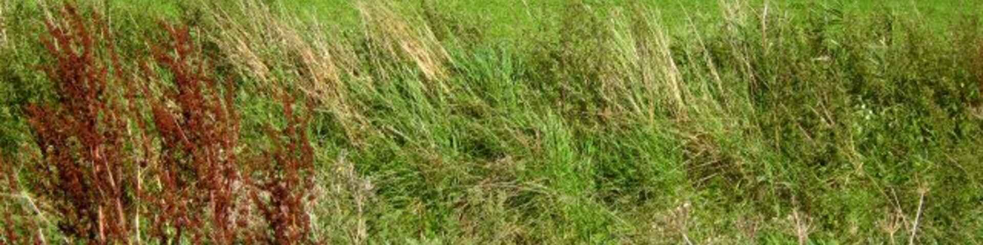 A green field with tall grass and a hill in the background.