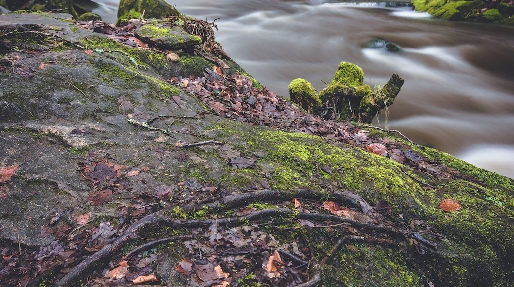 Goit Stock waterfalls near Cullingworth, Yorkshire UK. Loved exploring this area, especially after all the rain we'd had! I used the rock and roots as diagonals leading up to the vertical tree framing the fall. See my video of this shoot here: https://youtu.be/ZG4yXgBb1qM
#goitstock #yorkshire #waterfall #roots #movingewater #nikond7100 #vlog #BvSApplication