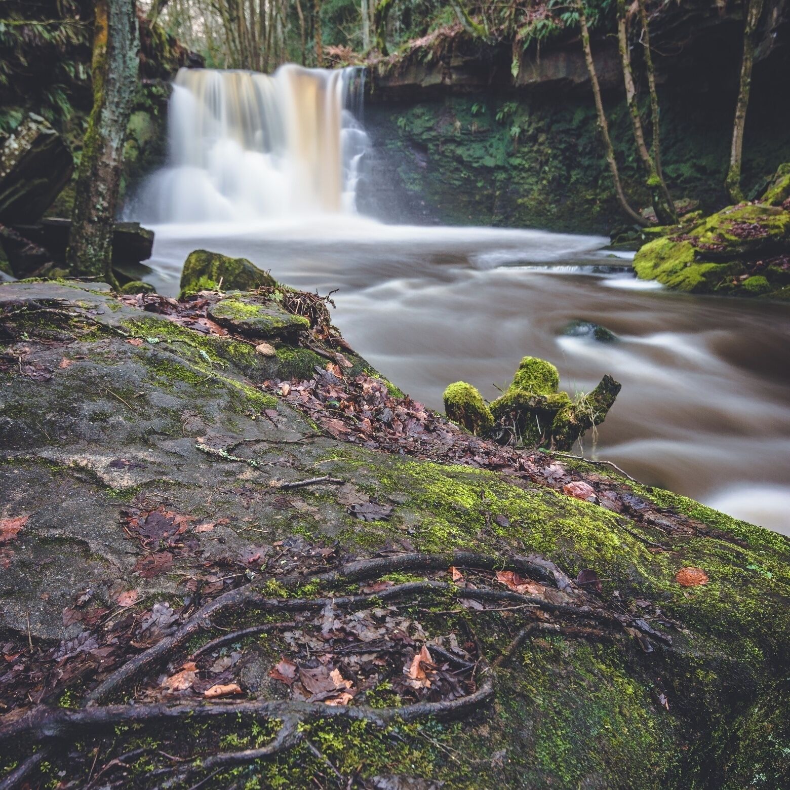 A forested area with a waterfall and a moss-covered rock in the foreground.