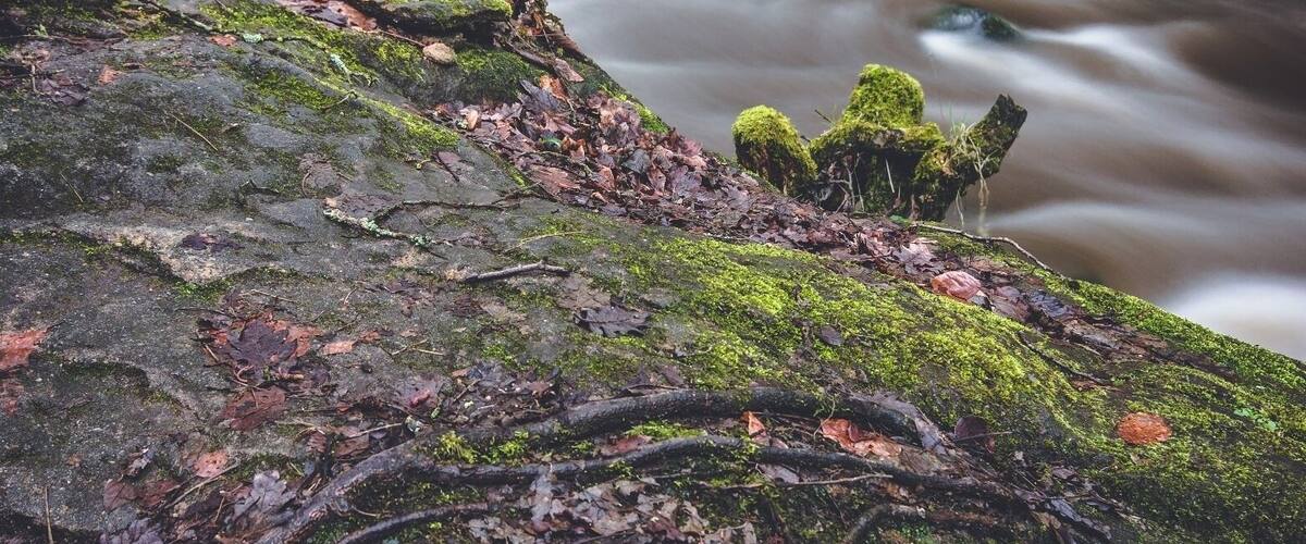 A forested area with a waterfall and a moss-covered rock in the foreground.