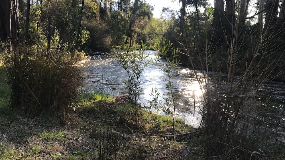 Ein Fluss, von dichtem Wald umgeben, wobei die Sonne durch die Bäume scheint.