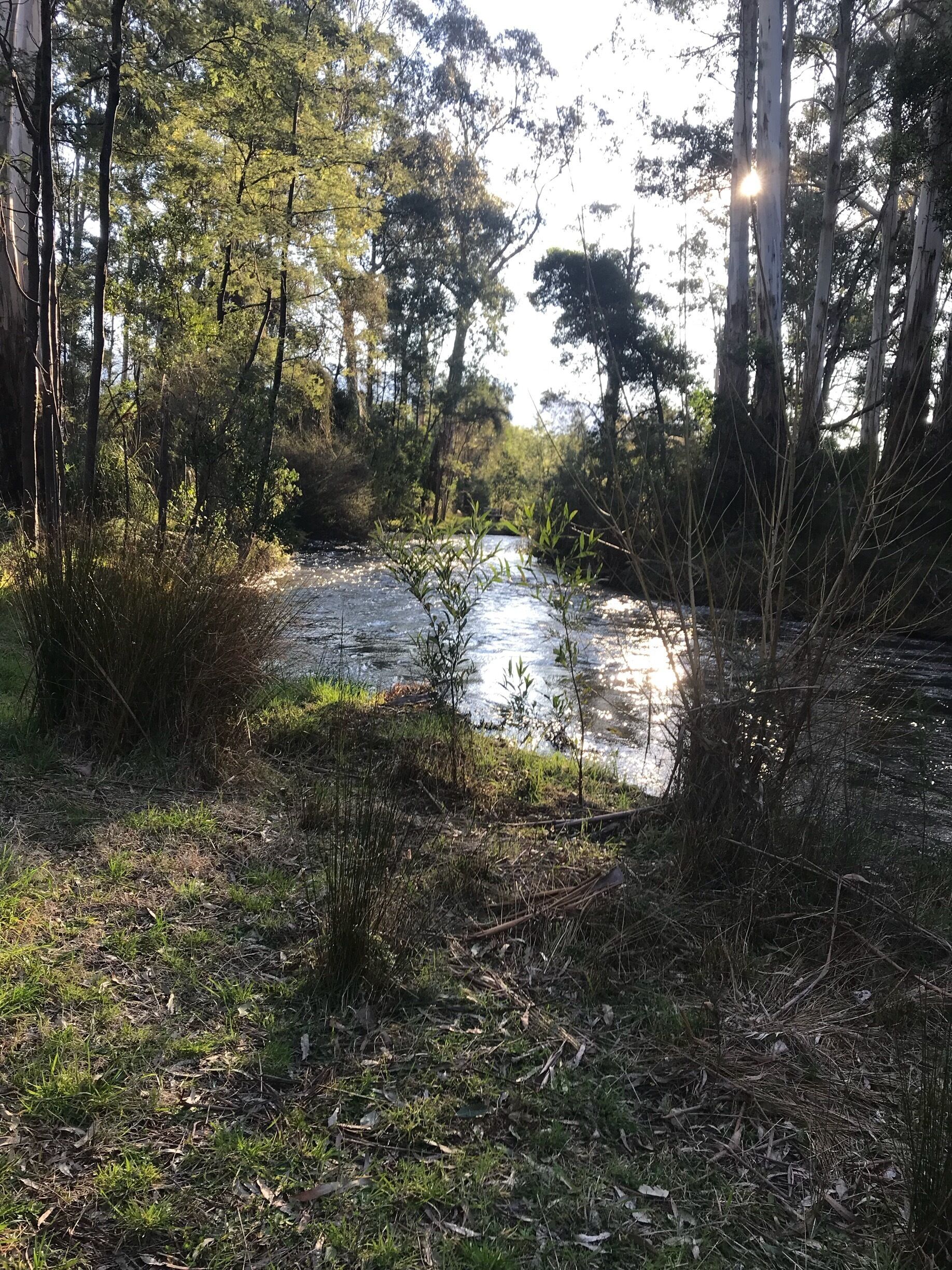 A river surrounded by dense forest with sunlight filtering through the trees.