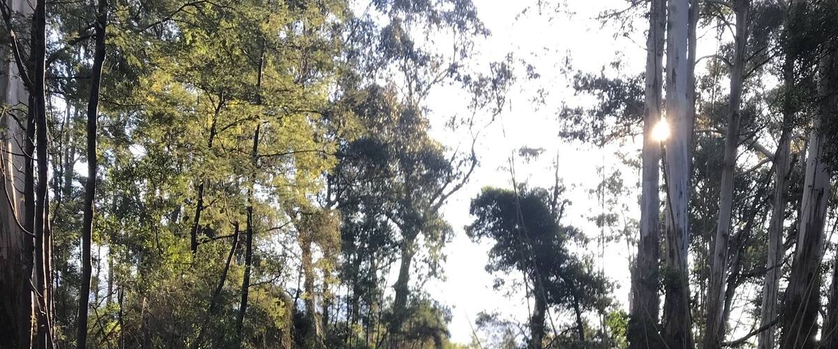 A river surrounded by dense forest with sunlight filtering through the trees.