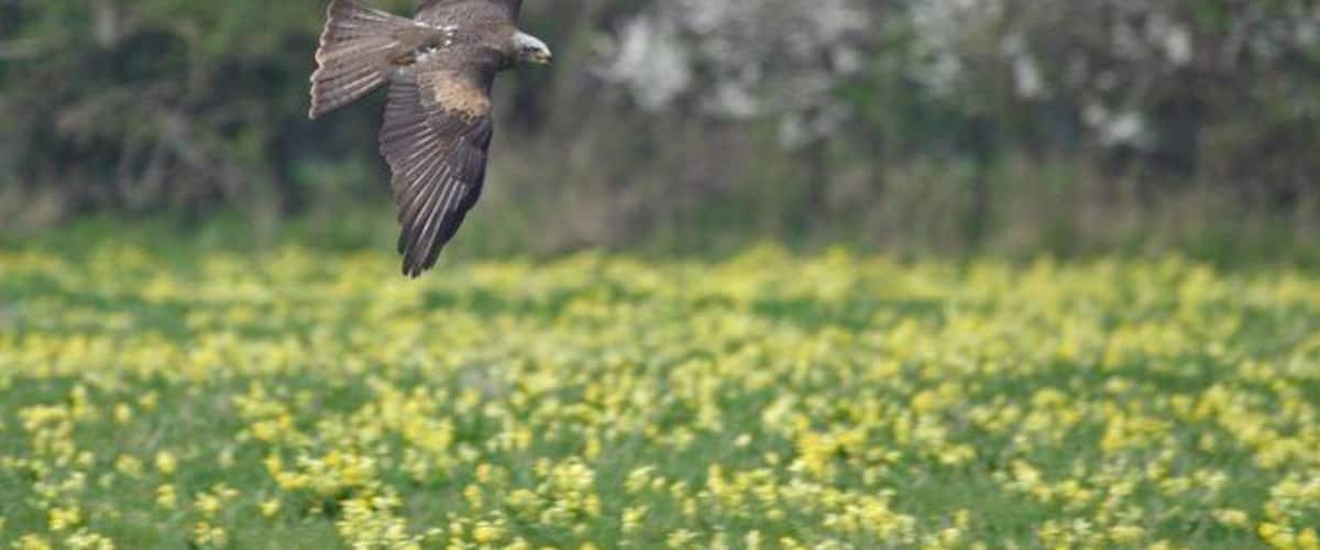 A bird of prey flying over a field of yellow flowers.