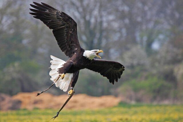 Bald Eagle, Hawk Conservancy, Andover. Hawk Conservancy, Andover call in male Bald Eagle during display.