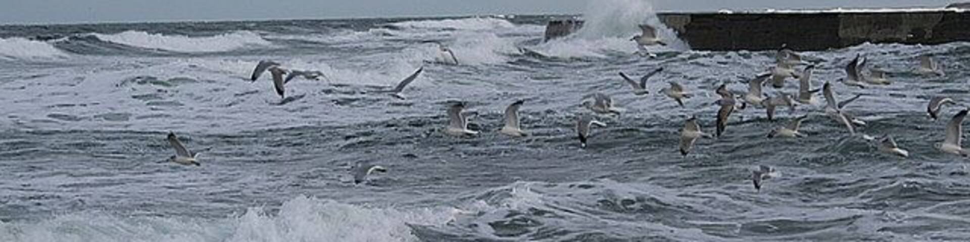 Common Gulls by Port Rae, at ease in a strongish northwesterly.