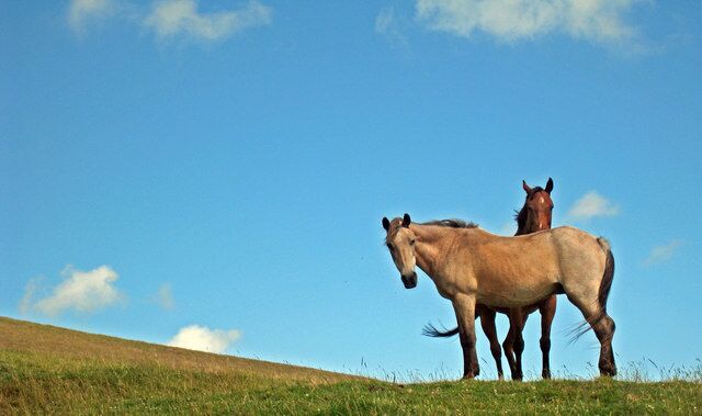 Horses off Winchelsea Lane