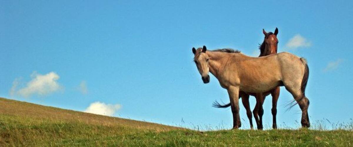 Horses off Winchelsea Lane