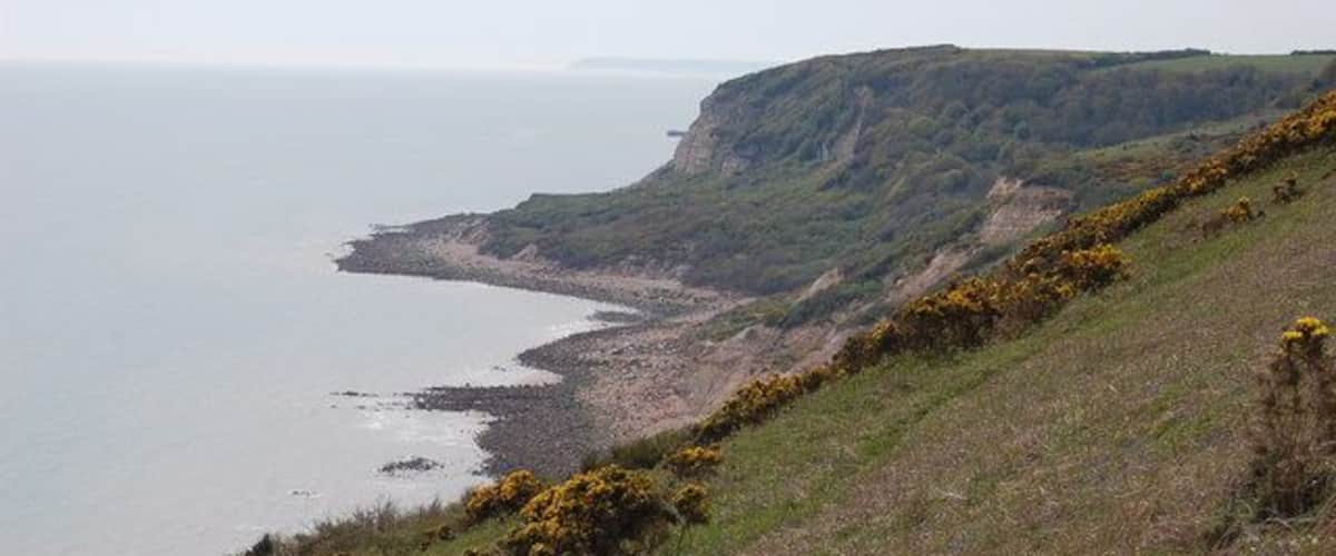 A coastal landscape with cliffs, a beach, and yellow flowers.