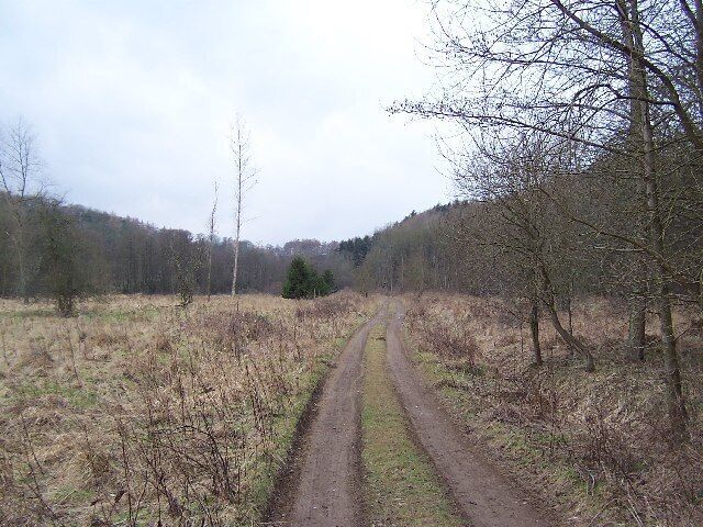 Clearing in Spa Gill Woods. Following a well defined track westwards though woods beside the River Skell