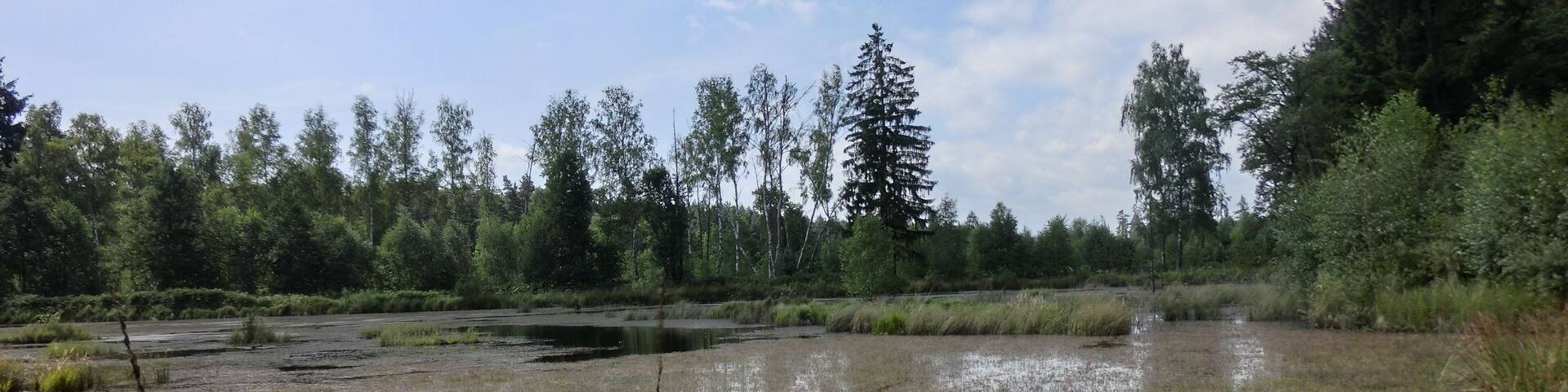 Feuchtbiotop Grünbachweiher 4