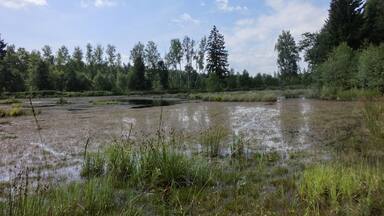 Feuchtbiotop GrĂŒnbachweiher 4