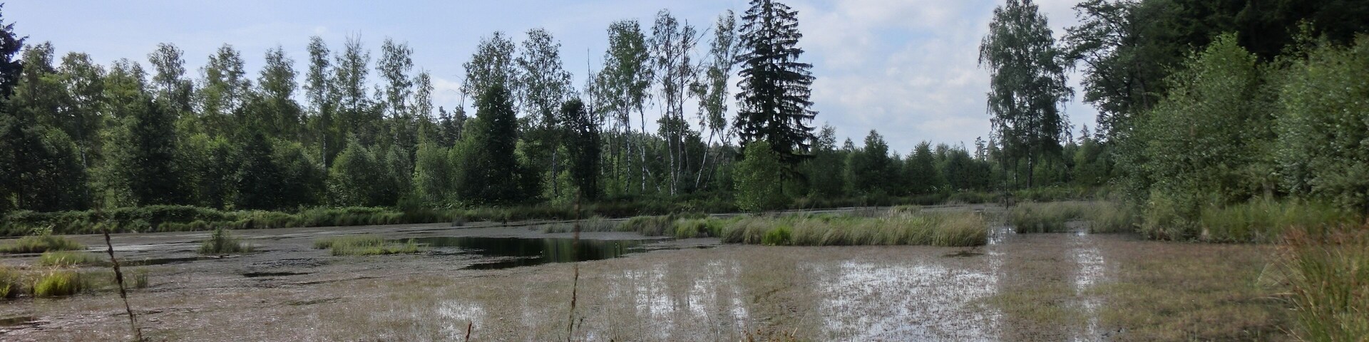 Feuchtbiotop Grünbachweiher 4