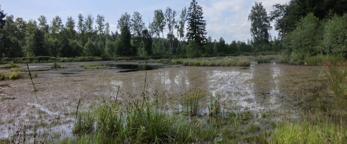 A wetland area with waterlogged ground, surrounded by dense trees and vegetation.