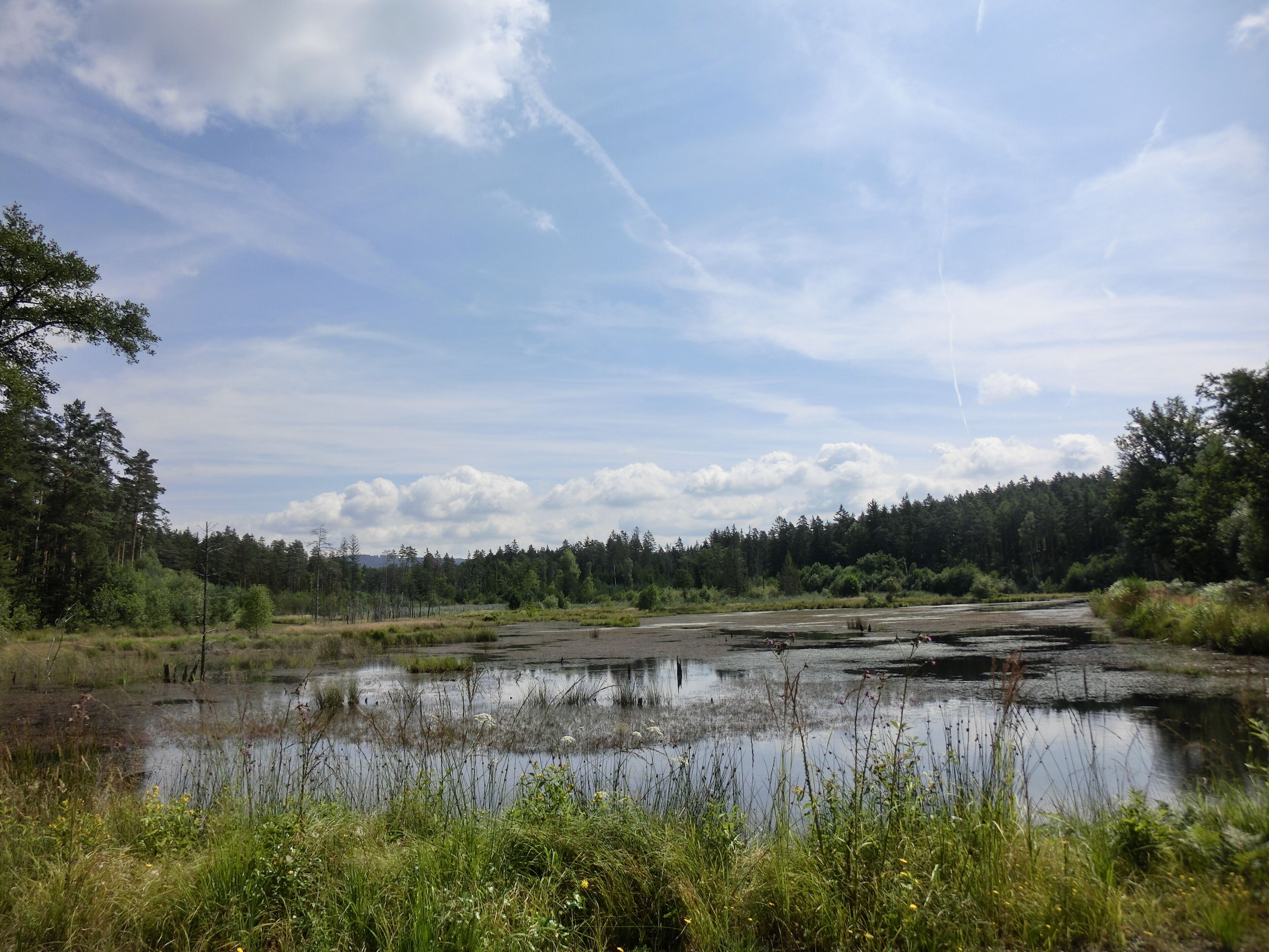 Feuchtbiotop Grünbachweiher 2
