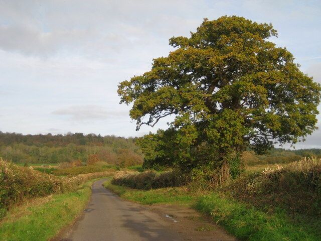 Una carretera rural bordeada por campos y un árbol grande.