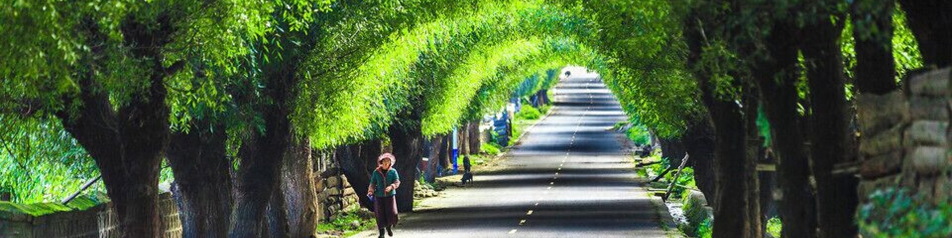Una calle bordeada de árboles con una persona caminando.