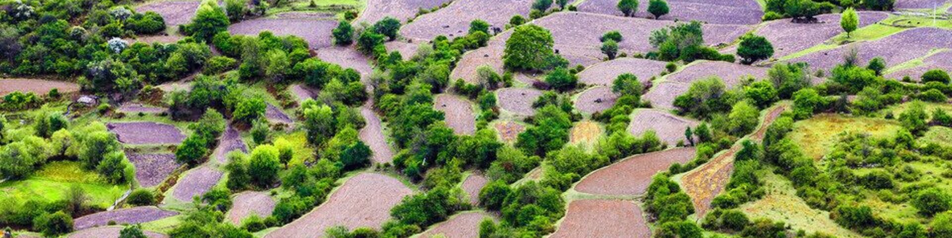 Terrazas con vegetación densa y árboles dispersos.