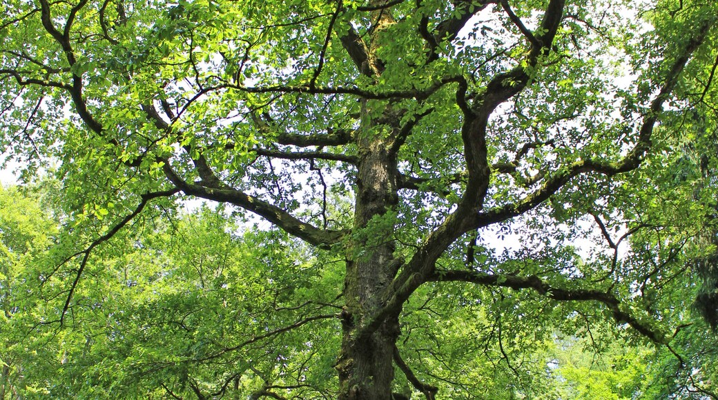 Die über 200 Jahre alte Peterseiche im Kirkeler Wald.