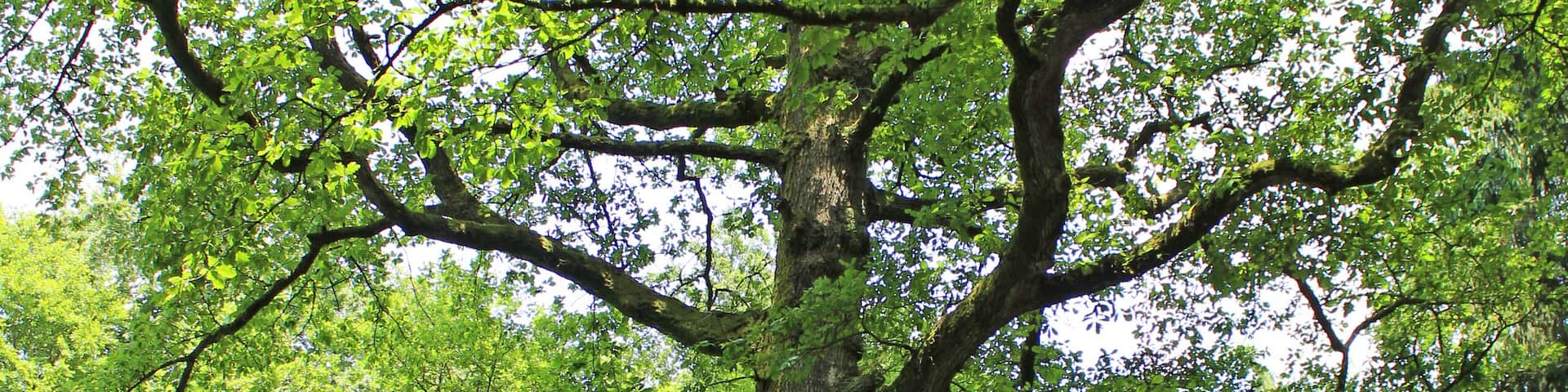 Die über 200 Jahre alte Peterseiche im Kirkeler Wald.