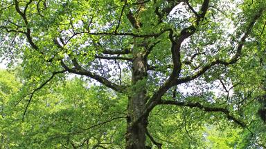 Die über 200 Jahre alte Peterseiche im Kirkeler Wald.