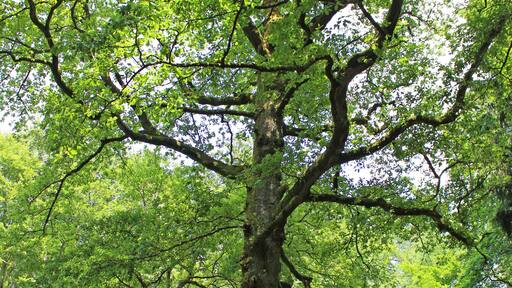 Die über 200 Jahre alte Peterseiche im Kirkeler Wald.