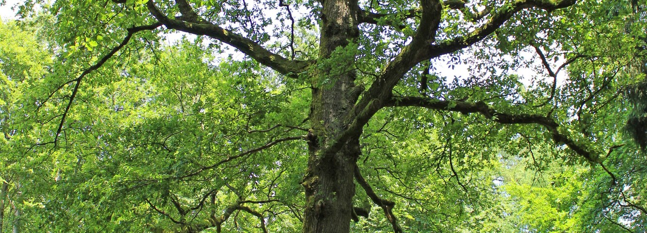 Die über 200 Jahre alte Peterseiche im Kirkeler Wald.