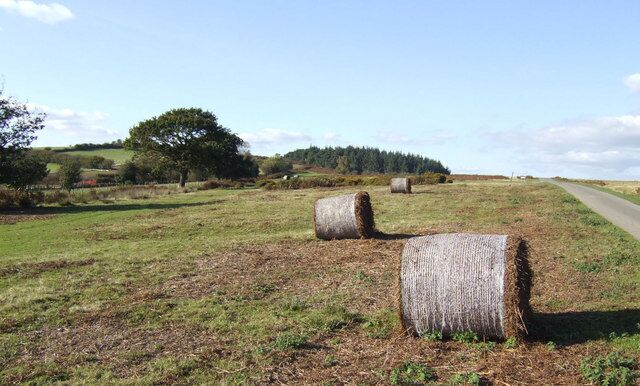 Brechfa Common A harvest of bracken straw has been taken for winter bedding.