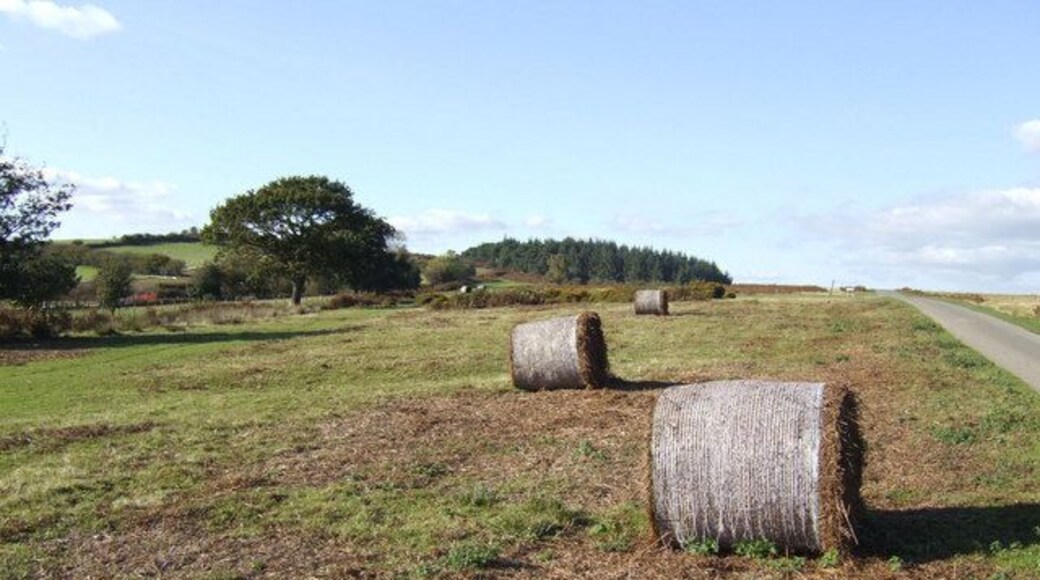 Brechfa Common A harvest of bracken straw has been taken for winter bedding.