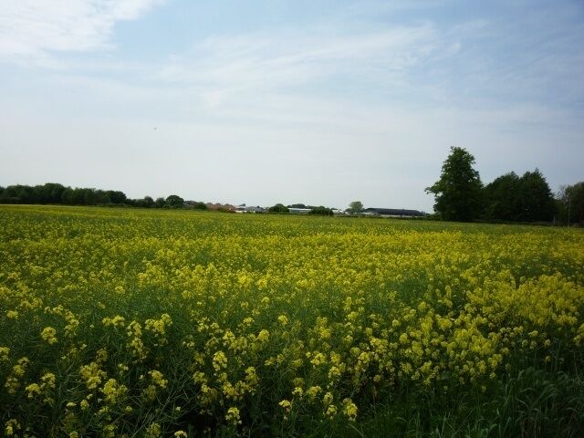 Field of rape near Pocklington airfield, near Pocklington, East Riding of Yorkshire, England. Some of the buildings on the airfield now used by gliders can be seen over the oilseed rape.