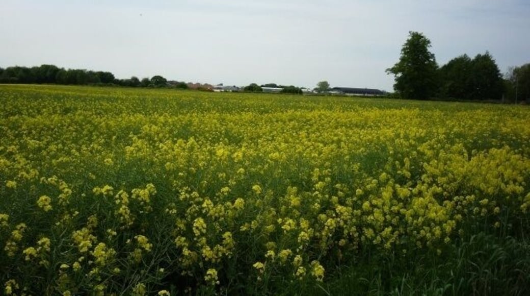 Field of rape near Pocklington airfield, near Pocklington, East Riding of Yorkshire, England. Some of the buildings on the airfield now used by gliders can be seen over the oilseed rape.
