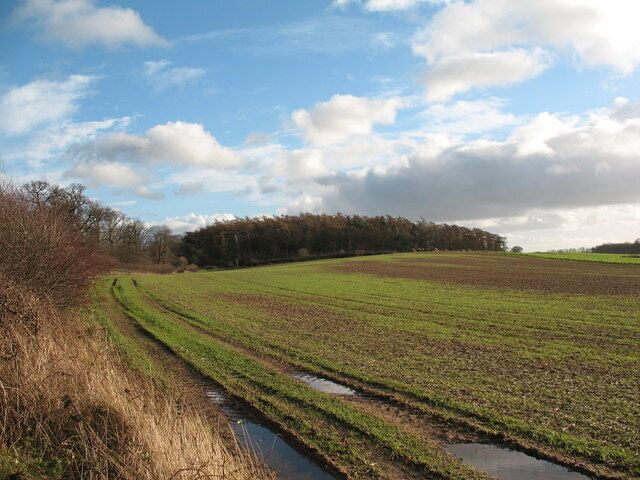 Windmill Hill Cundall A low hill crowned by a coniferous plantation close to Cundall Manor School.