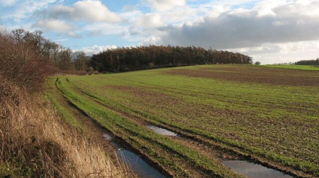 Windmill Hill Cundall A low hill crowned by a coniferous plantation close to Cundall Manor School.