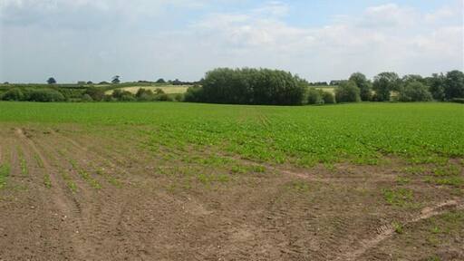 Outside Newton upon Ouse. Farmland on the west of Newton upon Ouse.