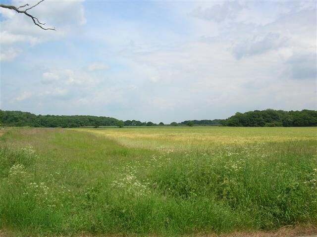 Farmland between Linton on Ouse & Aldwark. The edge of Aldwark wood is on the left.